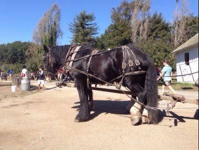 Draft horses for hire, Santa Cruz, Ca